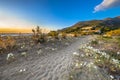 Illyrian sea lily on Corsican beach Royalty Free Stock Photo