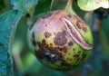 ilness on the apples in an orchard, pictured in july