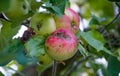 ilness on the apples in an orchard, pictured in july Royalty Free Stock Photo