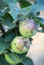 ilness on the apples in an orchard, pictured in july