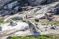 Sled Dogs in Ilulissat, Greenland Royalty Free Stock Photo