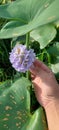 Ilung flowers are held in the hand to be picked immediately