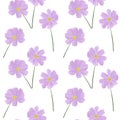 Seamless pattern cosmea flowers watercolor illustration