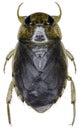 Ilyocoris cimicoides bug specimen Royalty Free Stock Photo