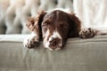 Im not lifting a paw today. an adorable dog looking bored while lying on the couch at home.