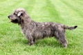 Imaal Terrier on a green grass lawn