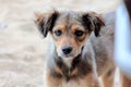 Abandoned stray dog on the beach