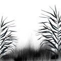 Image of ablack reed or bulrush on a white background.Isolated watercolor drawing.