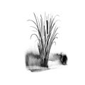 Image of ablack reed or bulrush on a white background.Isolated watercolor drawing.