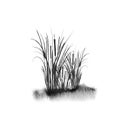 Image of ablack reed or bulrush on a white background.Isolated watercolor drawing.