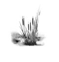 Image of ablack reed or bulrush on a white background.Isolated watercolor drawing.