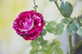 Abracadabra rose flower