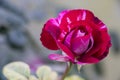 Abracadabra rose flower