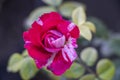 Abracadabra rose flower