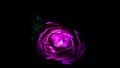 Image abstract flower rose pink. Close up, isolated on black background. Royalty Free Stock Photo