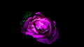 Image abstract flower rose pink. Close up, isolated on black background. Royalty Free Stock Photo