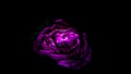 Image abstract flower rose pink. Close up, isolated on black background. Royalty Free Stock Photo