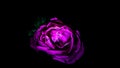 Image abstract flower rose pink. Close up, isolated on black background. Royalty Free Stock Photo