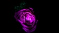 Image abstract flower rose pink. Close up, isolated on black background. Royalty Free Stock Photo