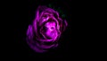 Image abstract flower rose pink. Close up, isolated on black background. Royalty Free Stock Photo
