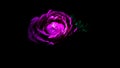 Image abstract flower rose pink. Close up, isolated on black background. Royalty Free Stock Photo