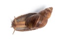 Image of Achatina on top Royalty Free Stock Photo