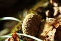 Image of an acorn in the autumn forest Royalty Free Stock Photo