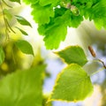 Image of acorn on the tree in the garden