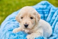 Adorable bright white golden retriever puppy in a blue blanket Royalty Free Stock Photo