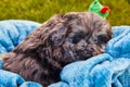 Adorable sleeping black goldendoodle puppy in blue blanket