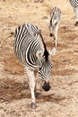 Female zebra and its young