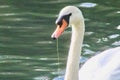 Mute Swan (Cygnus olor) swimming on a lake