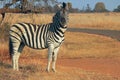 ZEBRA LOOKING DIRECTLY AT CAMERA Royalty Free Stock Photo