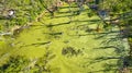 Aerial downward view of green murky swamp water with tall dead trees and long ominous shadows Royalty Free Stock Photo