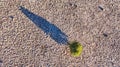 Aerial view of lone green tree in desert looking down with long shadow