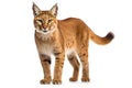 Image of an african golden cat(Caracal aurata) on white background, Mammals, Wildlife Animals.