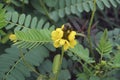 Image of African senna plant in blossom