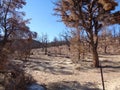 Burned Juniper Forest in the Mountains - Aftermath of Wild Fire 2