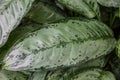 Image of Aglaonema commutatum Schott shrub in the garden