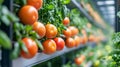 vertical farming, modern farming urban farming Royalty Free Stock Photo