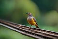 A Northern flicker bird perched on a rail.