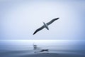 Albatross bird over the sea