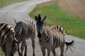 A GROUP OF ZEBRA STANDING ON AN ASPHALT ROAD Royalty Free Stock Photo