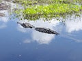 The image of an alligator on the lake 5.9 Royalty Free Stock Photo