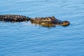 Alligator in Myakka State River Park