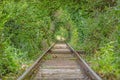 Image along a disused railroad line through a densely overgrown forest during the day