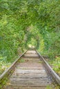 Image along a disused railroad line through a densely overgrown forest during the day