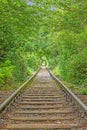 Image along a disused railroad line through a densely overgrown forest during the day