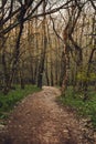 Image - Amazing colorful forest in Europe with a lot of trees and foliage at evening.  Broken and  fallen tree over the forest Royalty Free Stock Photo