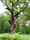 Oak Tree (Quercus) old and gnarled Royalty Free Stock Photo